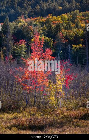 Trees in autumn turning red with forest in background Stock Photo