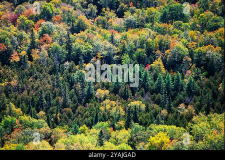 Coniferous trees among a forest of deciduous trees in autumn Stock Photo