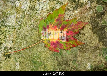 Fallen maple leaf laying on a rock changing with many colors still holding on to chlorophyl closeup view in autumn Stock Photo