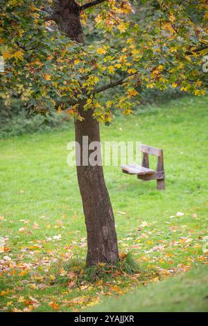 Isolated tree in countryside field losing leaves during autumn alongside an empty park bench, UK. Stock Photo