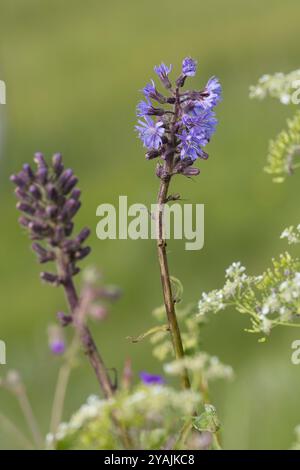 Alpen-Milchlattich, Alpenmilchlattich, Milchlattich, Cicerbita alpina, Lactuca alpina, Mulgedium alpinum, Mountain Sow Thistle, Alpine Blue-sow-thistl Stock Photo