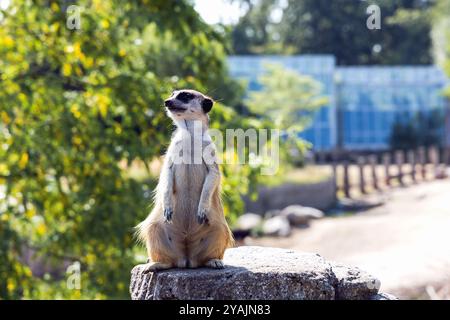 Beautiful meerkat or suricate sits on its hind legs and looks into the distance. Stock Photo