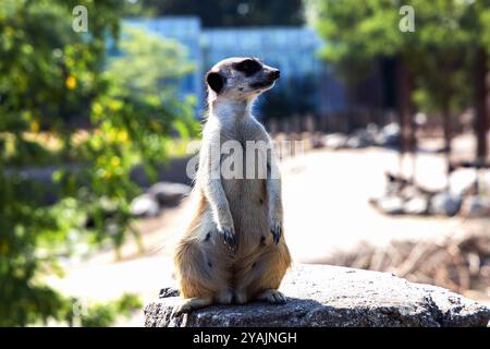 Beautiful meerkat or suricate sits on its hind legs and looks into the distance. Stock Photo