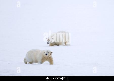 Two polar bears (Ursus maritimus) hunting in the snow along the Svalbard coast, Spitsbergen, Norway Stock Photo