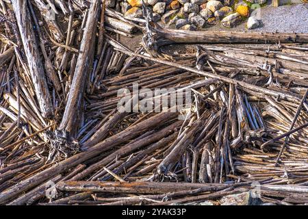 Tree trunks and branches washed ashore after a storm Stock Photo