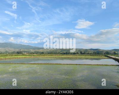 Rice Field Harvest: Agriculture Under a Blue Sky with Clouds Stock Photo