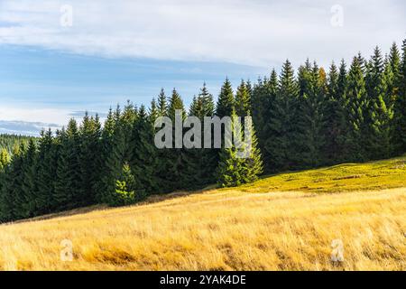 Golden grass blankets the meadow in Jizerka, surrounded by dense conifer forests in the Jizera Mountains during a crisp autumn day with clear skies. Stock Photo