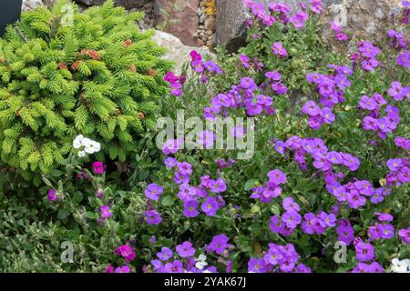 Norway Spruce European Spruce Picea abies 'Jojo' Rockery Stock Photo