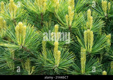 New Shoots Eastern Northern White Pine Weymouth Pine Pinus strobus 'Buggles Broom' Stock Photo