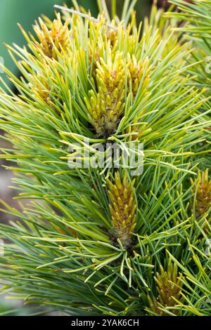 Swiss Stone Pine Arolla Pine Pinus cembra 'Morteratsch' Stock Photo