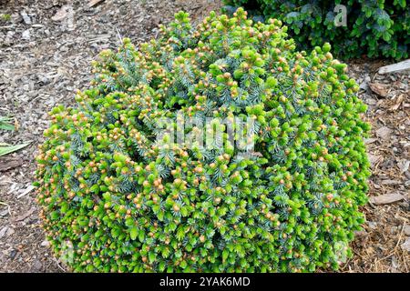 Sitka Spruce Picea sitchensis 'Peve Wiesje' dense and spherical, dwarf tree Stock Photo