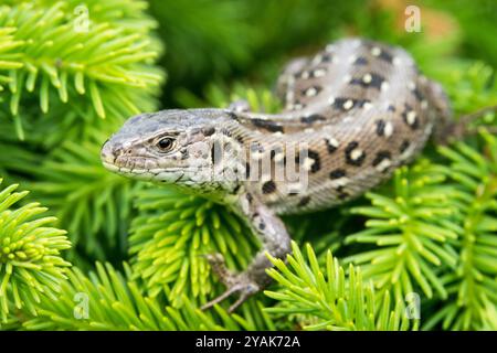 Sand Lizard, Basking, Female, Lacerta agilis, Pattern, Skin, Reptile, Animal Closeup, Czech Republic, Europe Sand Lizard Lacerta agilis female close Stock Photo