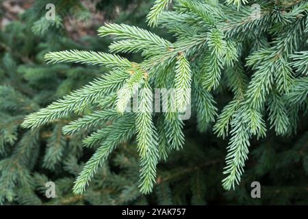 Picea likiangensis var Belfouriana Lijiang Spruce Likiang branch needles Stock Photo