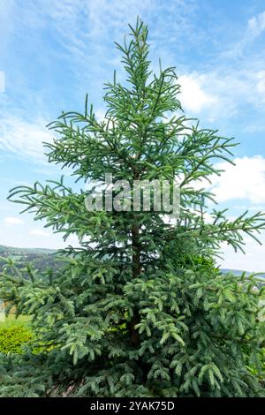 Picea likiangensis var Belfouriana Lijiang Spruce Tree Likiang Stock Photo