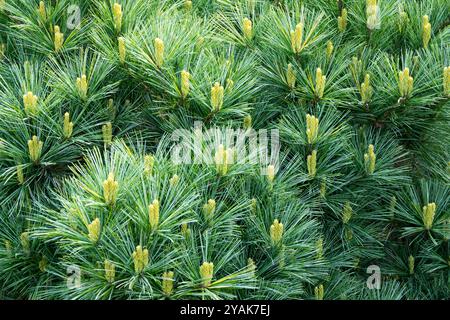 Northern White Pine Weymouth Pine Needles Pinus strobus 'Mary Butler' needles silvery blue-green spring shoots Stock Photo