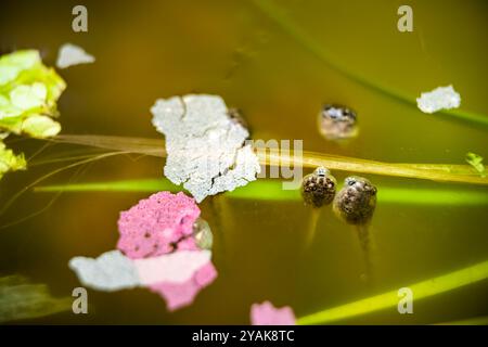 Treefrog frog tadpoles swimming, eating feeding on green lettuce leaves and fish thin flakes on water pond aquarium surface macro closeup Stock Photo