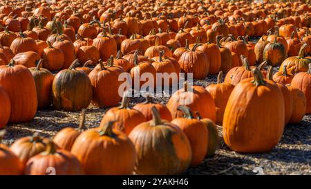 AUBURN, WASH., U.S. - OCT. 6, 2024: Pumpkins lined up for sale at a u-pick pumpkin patch in Auburn, Wash., on Oct. 6, 2024. Stock Photo