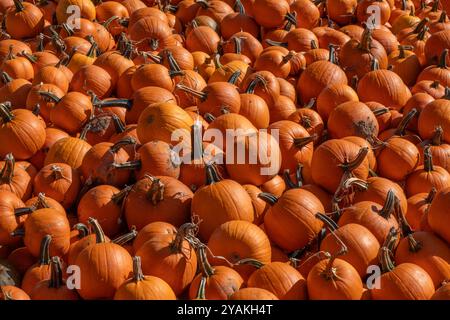 AUBURN, WASH., U.S. - OCT. 6, 2024: Pumpkins are piled up for sale at a u-pick pumpkin patch in Auburn, Wash., on Oct. 6, 2024. Stock Photo