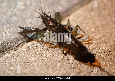 Live crawfish on concrete out of their element Stock Photo