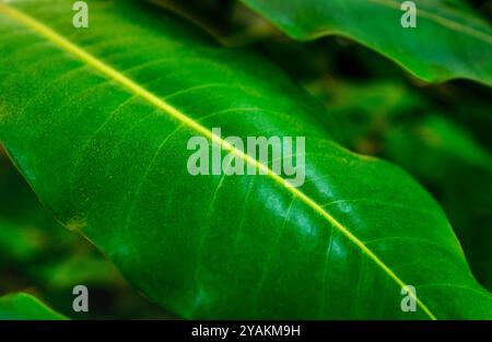 Close-up detail of large tropical leaf Stock Photo