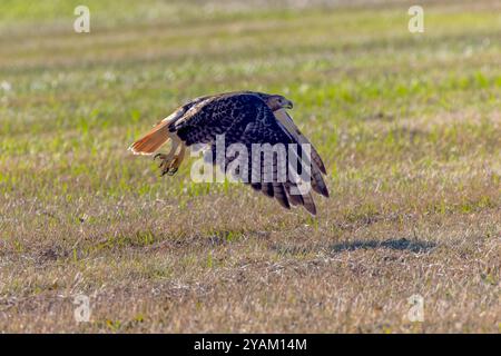 The red-tailed hawk (Buteo jamaicensis) in flight Stock Photo