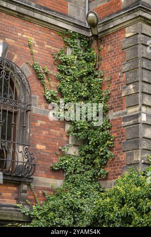 Green ivy climbing on the facade of an old brick building with a vintage window grill. Concept of nature blending with urban architecture Stock Photo