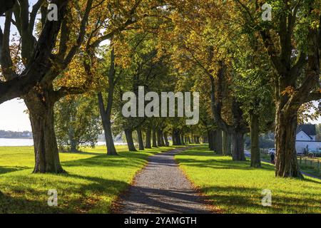 Dense chestnut tree avenue on the Rhine dyke near Neuss, Deichallee, autumn, colourful leaves, North Rhine-Westphalia, Germany, Europe Stock Photo