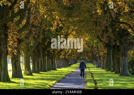 Dense chestnut tree avenue at the Rhine dike near Neuss, Deichallee, autumn, colourful leaves, walker, North Rhine-Westphalia, Germany, Europe Stock Photo