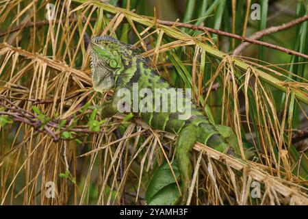 Common Green iguana (Iguana iguana), on dry palm leaf, Wakodahatchee Wetlands, Delray Beach, Florida, USA, North America Stock Photo