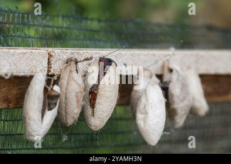 Brown silk cocoons hanging on pins attached to a wooden frame, butterflies, Butterfly House, Botanical Garden or Botanisk Have, University, Copenhagen Stock Photo