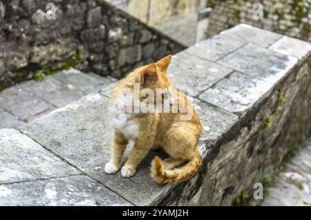 Red cat in old Kotor city, Montenegro, Europe Stock Photo