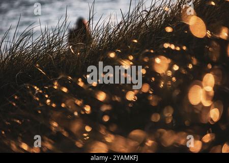 Grass in the dunes at sunset, Thy National Park, rural Jutland, Denmark Stock Photo