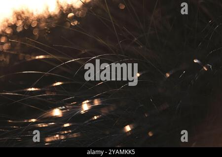 Grass in the dunes at sunset, Thy National Park, rural Jutland, Denmark Stock Photo