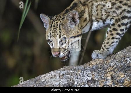 Ocelot (Leopardus pardalis), animal portrait, at night, Pantanal, inland, wetland, UNESCO Biosphere Reserve, World Heritage Site, wetland biotope, Mat Stock Photo