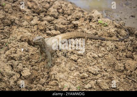 The oldest nature reserve. Natural surroundings with a lizard in the morning at sunrise. Pure nature in the steppe landscape of Yala National Park, Uv Stock Photo