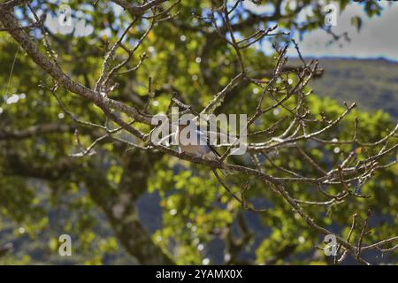 A chaffinch in a tree foraging on the stretch of Levada das 25 Fontes in Madeira Stock Photo