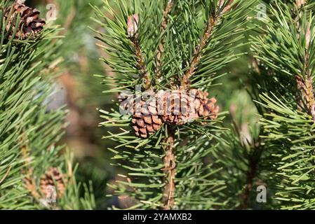 mountain pine cones on twig closeup selective focus Stock Photo