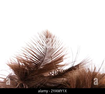 Brush ostrich feather close-up on the white background Stock Photo