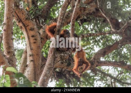 Small orangutan and baby upside in tree. SUMATRA, INDONESIA: BREATH-TAKING images of a proud Sumatran orangutan posing in its natural habitat have bee Stock Photo