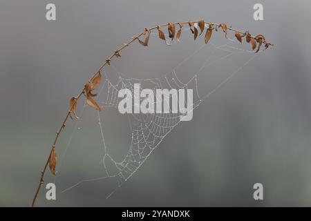 Spider web in the grass. Water drops on spider web Stock Photo