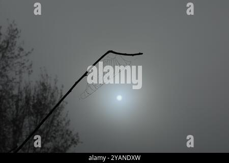 Spider web in the grass. Water drops on spider web Stock Photo