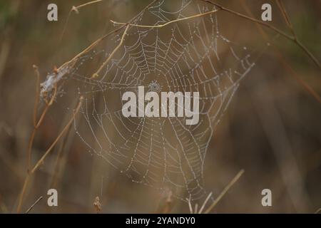 Spider web in the grass. Water drops on spider web Stock Photo