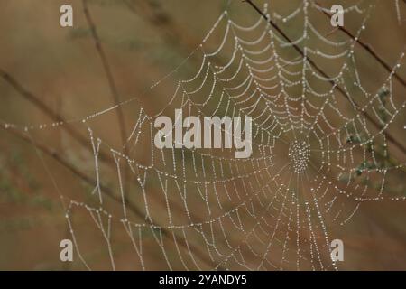 Spider web in the grass. Water drops on spider web Stock Photo