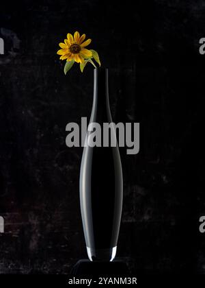 Still life of a dwarf sunflower with yellow petals, on a glossy black glass vase and black background Stock Photo