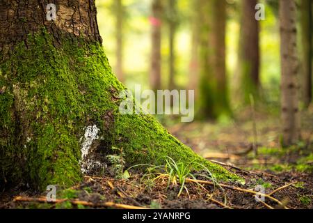 Mossy tree stump roots in a forest. Close up shot, low angle shot, shallow depth of field, no people. Stock Photo
