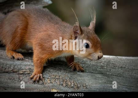 Red Squirrel from Brownsea island, Hampshire, UK Stock Photo