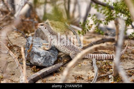 Desert iguana (Dipsosaurus dorsalis) leaning on a stone in Mesquite Flat Sand Dunes in the Death Valley, California, USA. Stock Photo