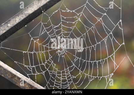 Water droplets trapped in spider webs Stock Photo