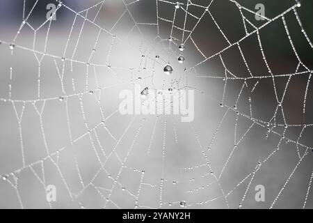 Water droplets trapped in spider webs Stock Photo
