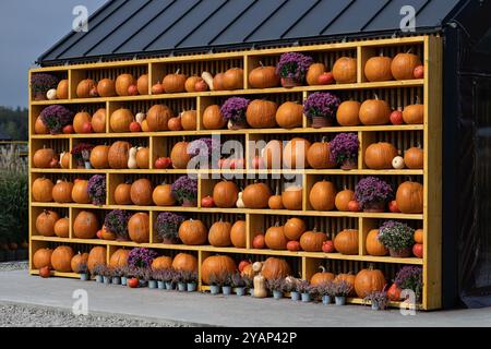 Large display of pumpkins and potted chrysanthemums arranged on wooden shelves against a rustic building. Stock Photo
